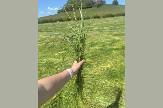 Cotswold Sweet Hay Returns for 2025 – Fresh from the Fields!