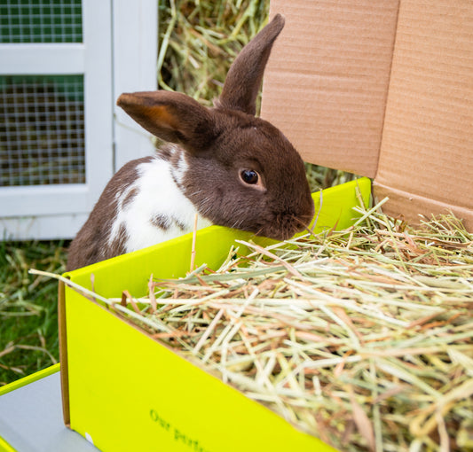 Rabbit Awareness Week 2024