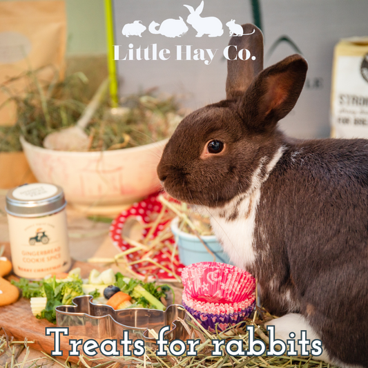 Rabbit Awareness Week - Spotlight on Treats