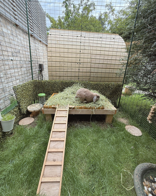 🐰 How Much Space Do Rabbits Need? The Ultimate Guide to Rabbit Housing