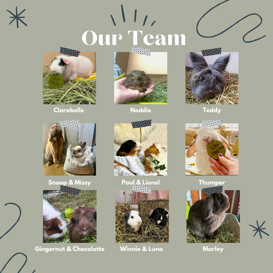 Meet the team - Brand Reps!
