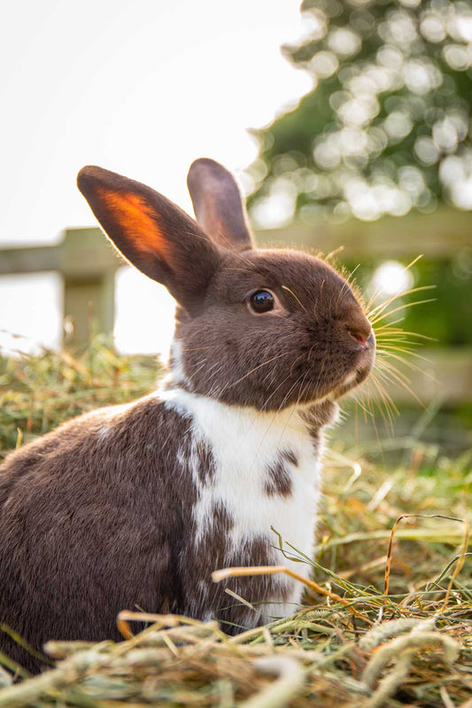 We’re Off to the National Rabbit Festival 2025!