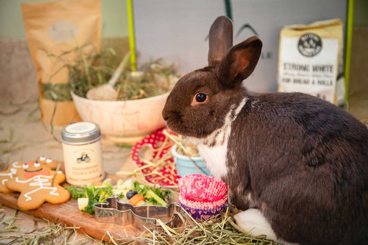 Fussy eater pets, rabbit