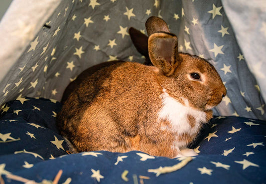Rabbit Care Guide, How to look after your rabbit