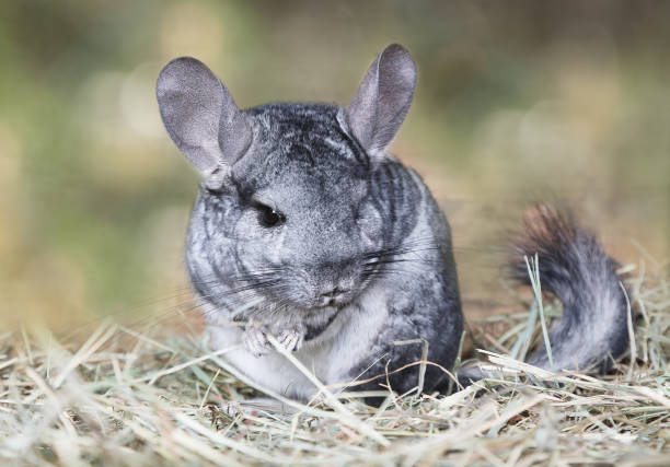 Can chinchillas eat guinea pig food hotsell