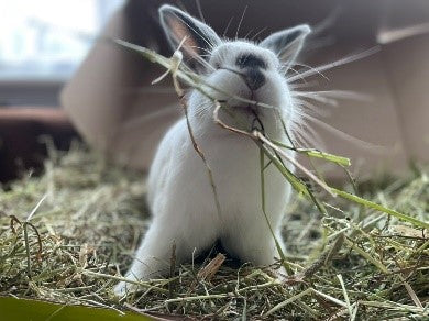 Rabbits - Spring Feaver