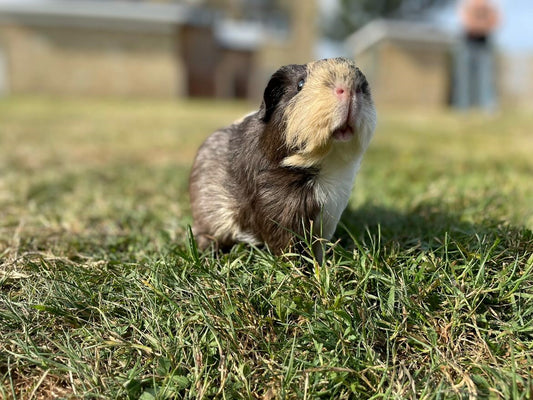 Frequently Asked Questions - Guinea Pig Edition!