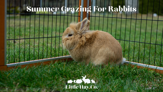 Hay and Forage Blends: Keeping Your Rabbits and Guinea Pigs Happy Indoors and Out 🌿🐰