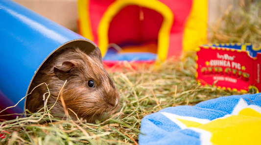 Why you shouldn't gift a pet for Christmas?