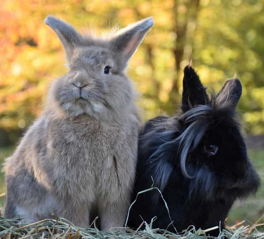 Lionhead Rabbit