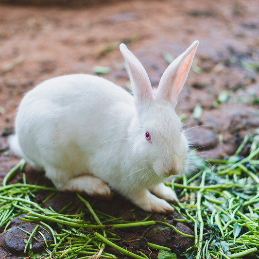 Rabbit Awareness Week - What fresh greens are safe for rabbits