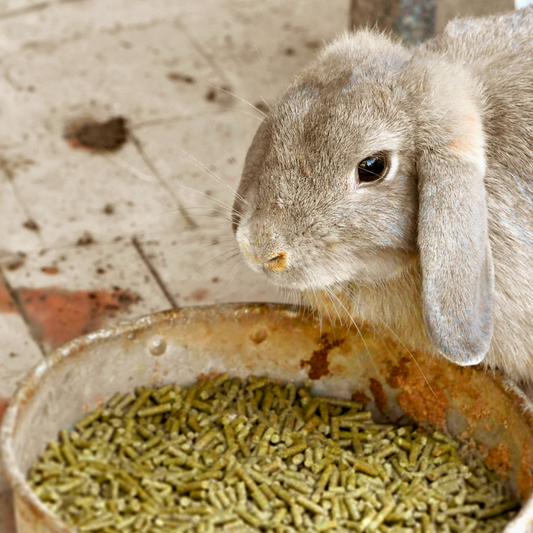 Rabbit Awareness Week - Choosing the right pellets