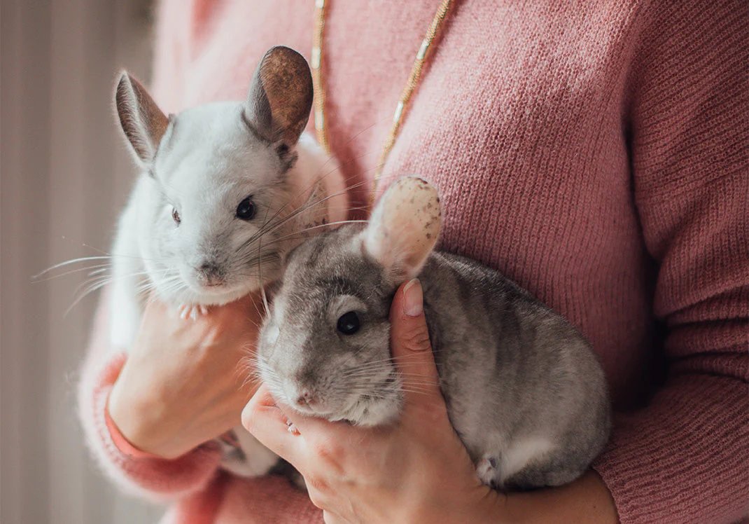 Best litter outlet for chinchillas