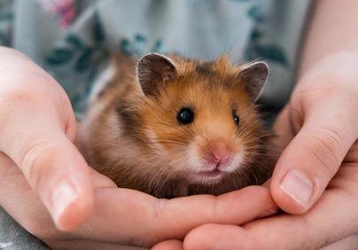 Hamster Species Most Friendly Hamster Hamster Hay Hay For Hamsters