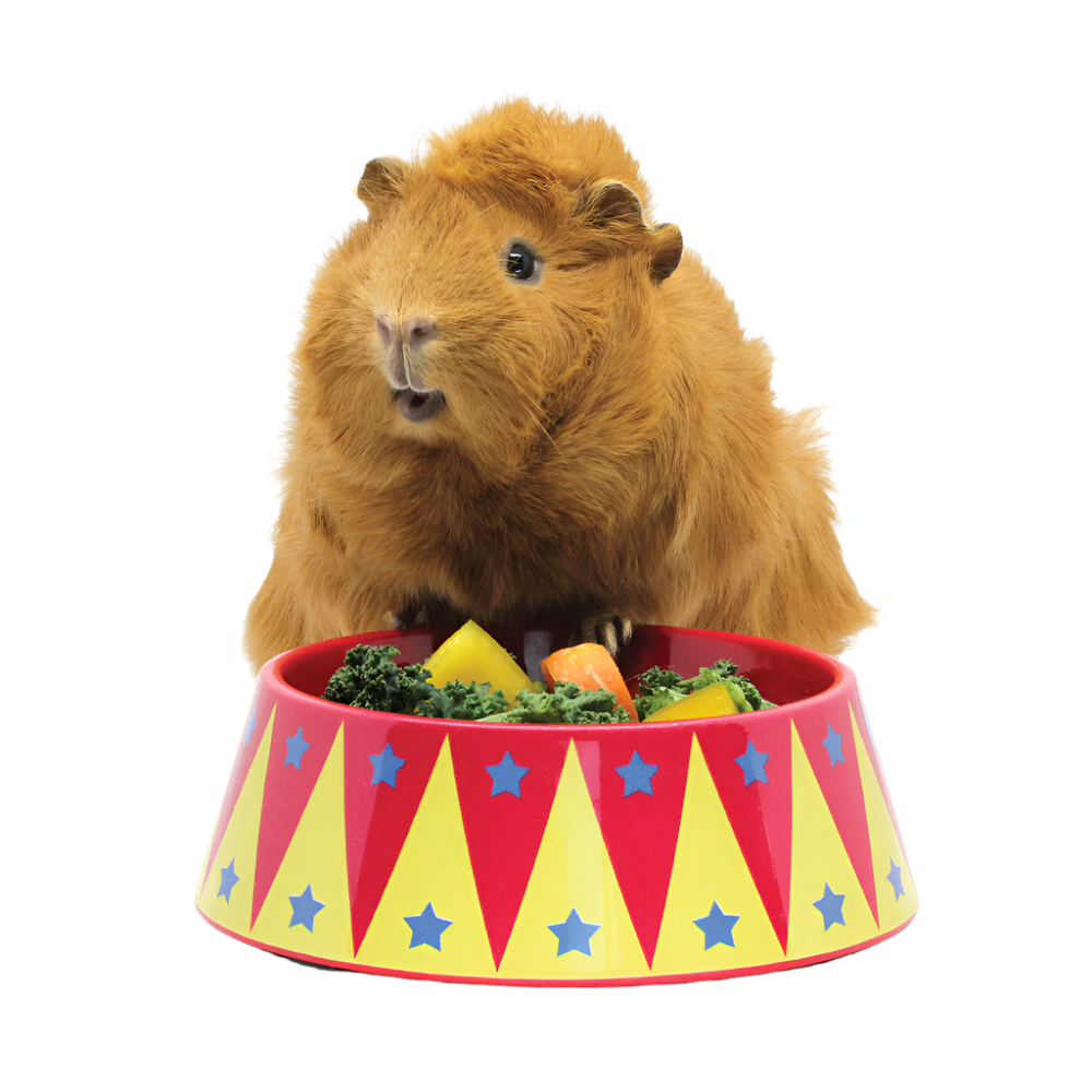 HayPigs!® Food Craving Tamer Bowl