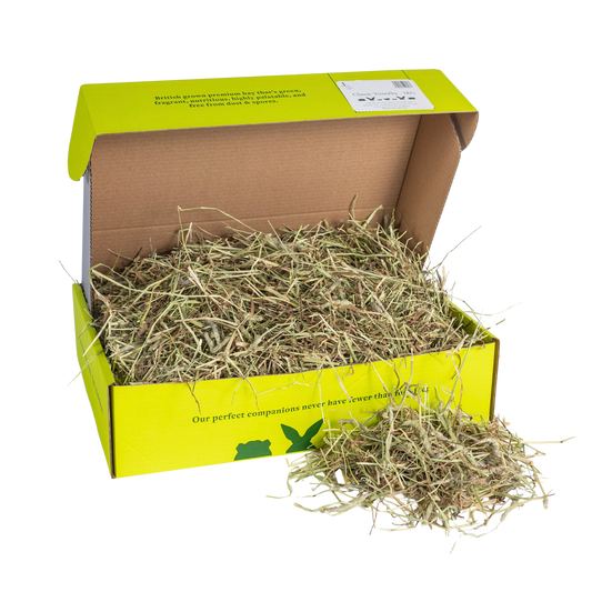 Timothy Hay