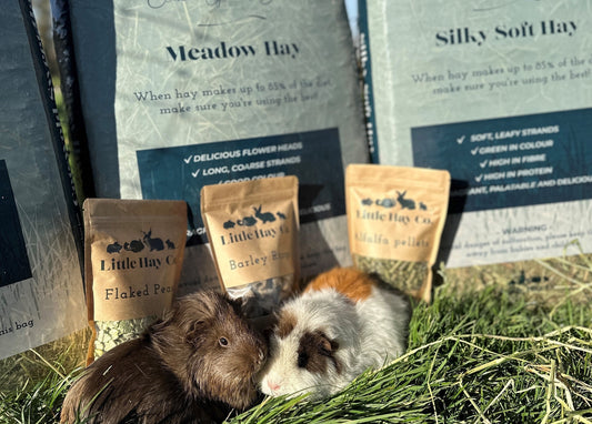 Rescue Box Appeal! Donate an item & Help a Furry Friend in need!