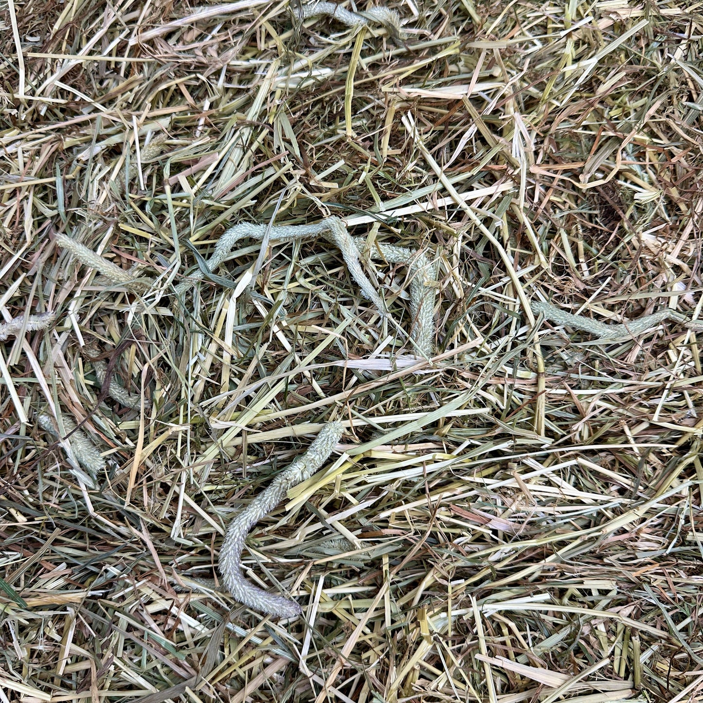Timothy Hay for Rabbits