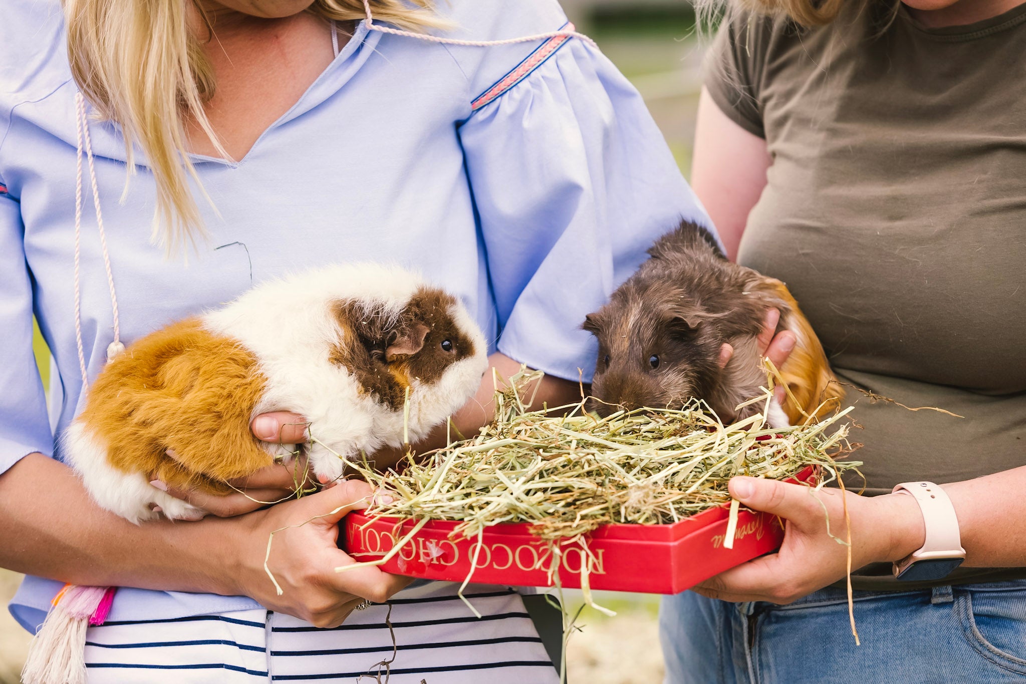 Illustration of How Much Calcium Does A Guinea Pig Need