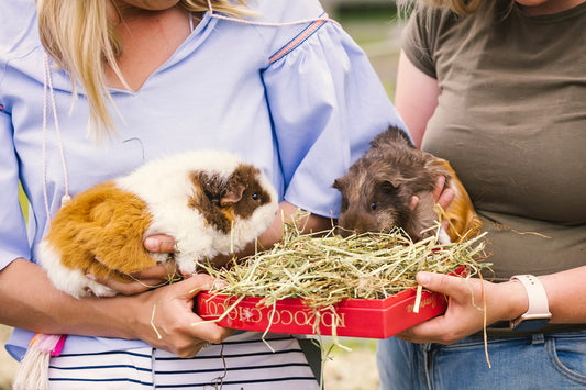 The Ultimate Guide to Guinea Pig Calcium Management