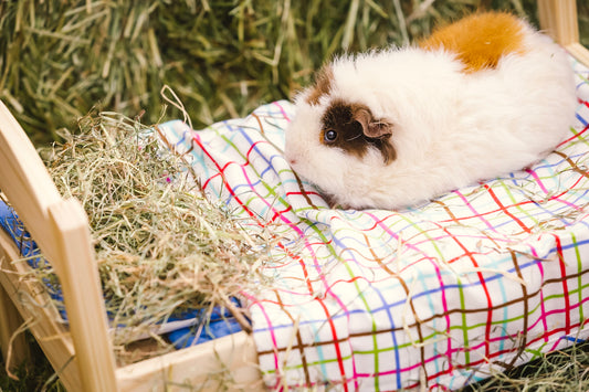 Guinea Pig Awareness Week: What is the best hay for pet owners who have hay fever?