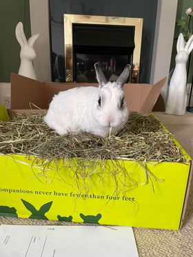 How to get a rabbit to eat more hay