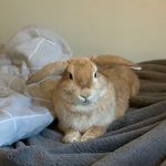 The Benefits to Spaying Female Rabbits