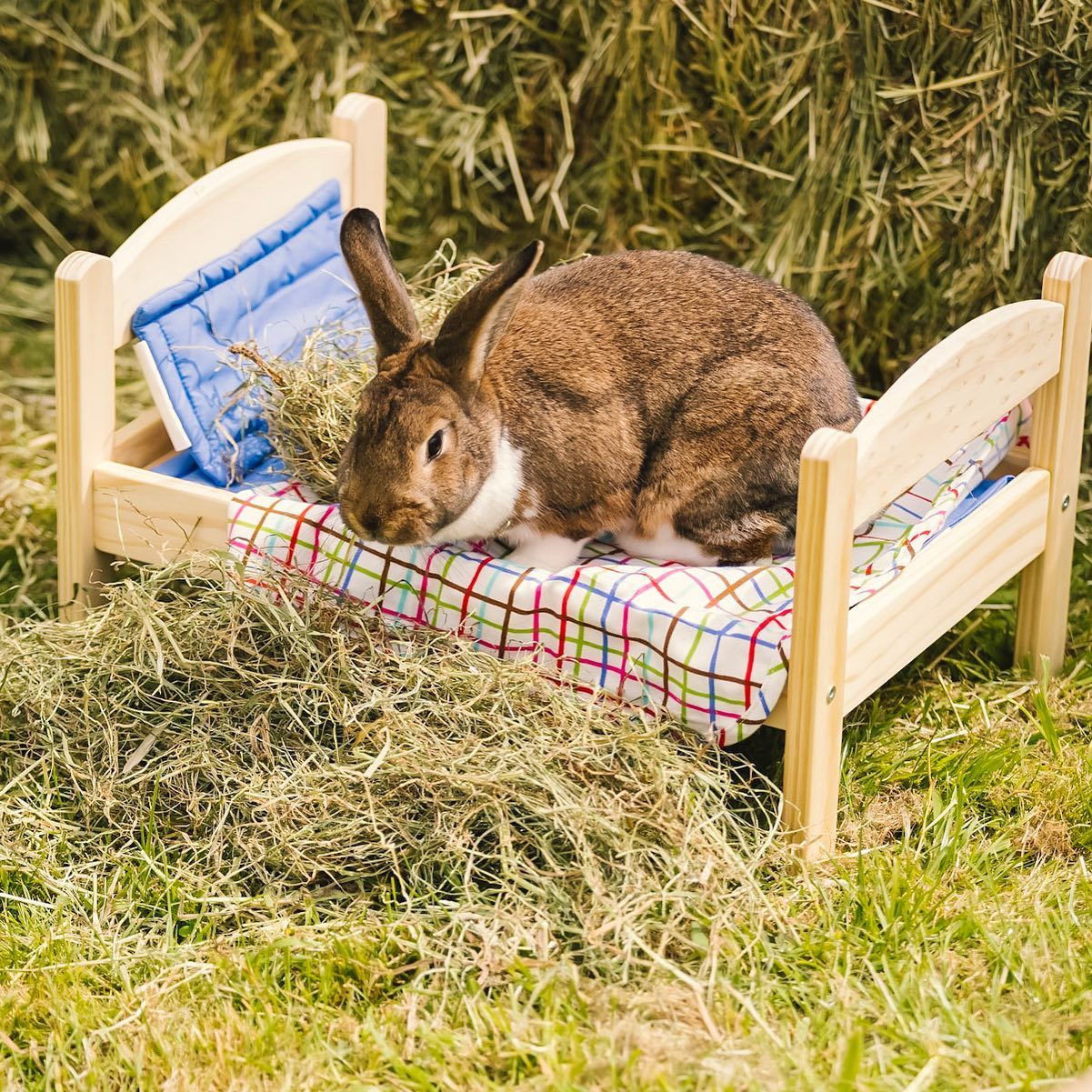 Megacolon Stools Rabbit Rabbits & Megacolon – The Little Hay Company