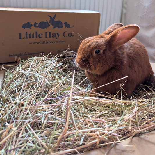 What Hay is Best for Your Rabbit?