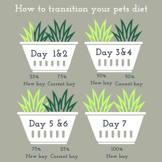 How to transition your pets hay