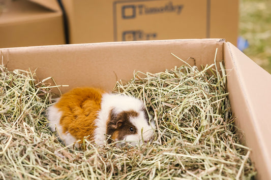 Guinea Pig Awareness Week:  How to store guinea pig hay