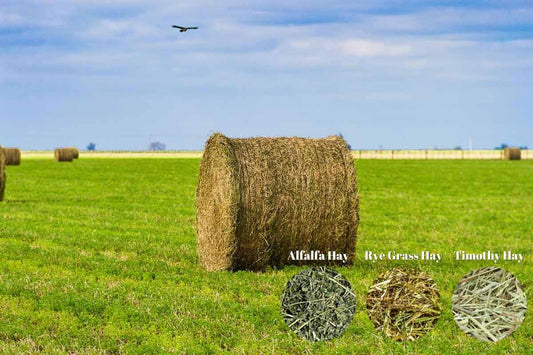 Alfalfa Hay vs Rye Grass Hay vs Timothy Hay on Alfalfa Hay Field