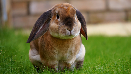 Common Mistakes for First-Time Rabbit Owners