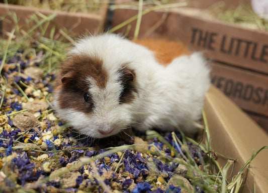 Merry Christmas from The Little Hay Co!