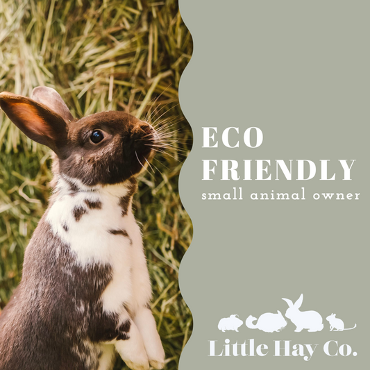 How to be an eco friendly rabbit owner