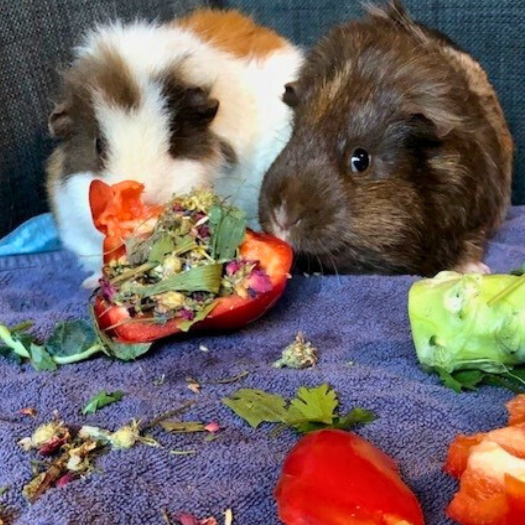 A closer look at Ygreen Guinea Pig Treats Treat Philosophy