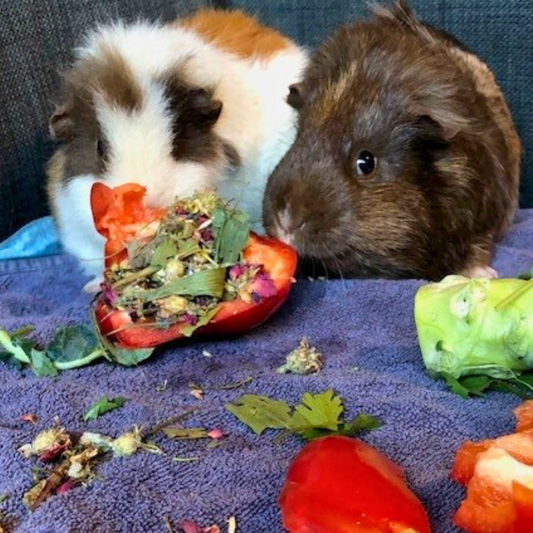 Guinea Pig Awareness Week: What treats can a guinea pig have?