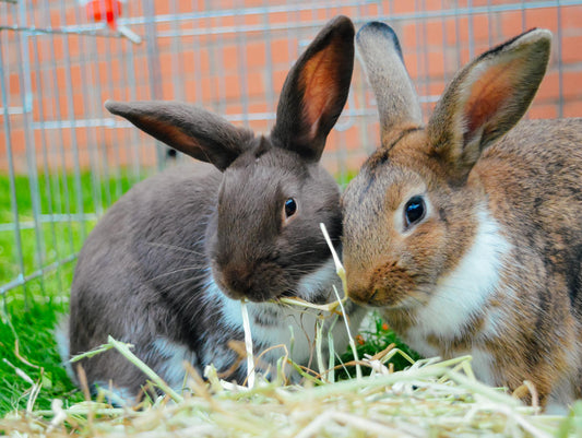 Why is hay so important for rabbits?