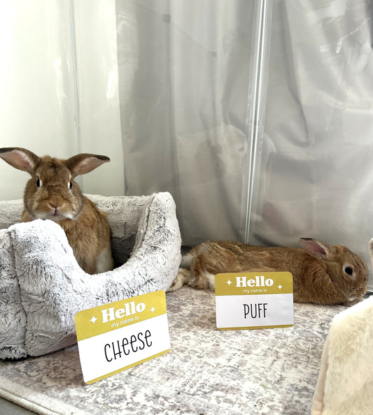 At Home with The Golden Buns