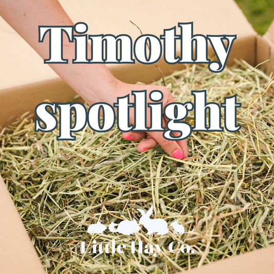 Hay Spotlight: Timothy