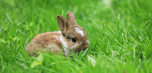 Baby rabbit diet greens