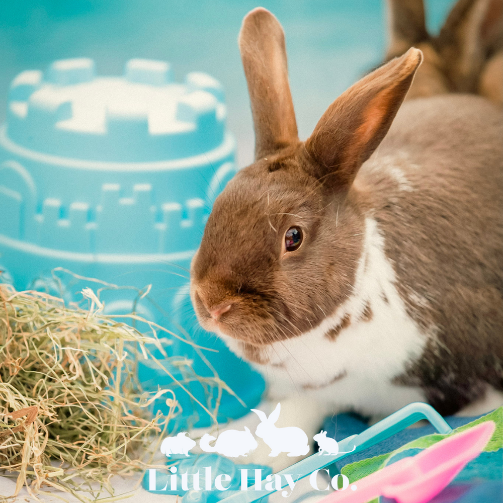 Rabbits – The Little Hay Company