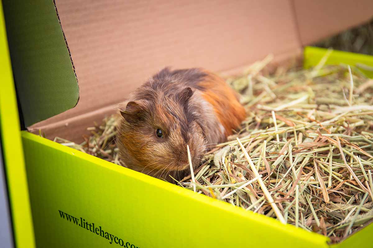 Stunning Max Hay For Guinea Pigs image