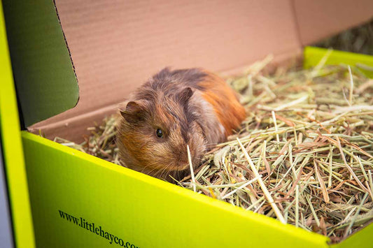 best hay for guinea pigs, little hay co hay boxes