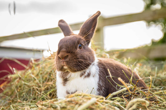 Facts about rabbits: Funny and interesting facts. 2 rabbits on hay. 