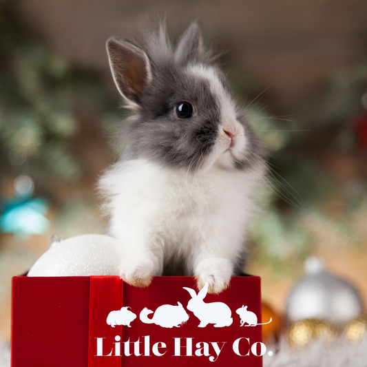 Which Christmas Foliage is safe for my Rabbit to Eat?