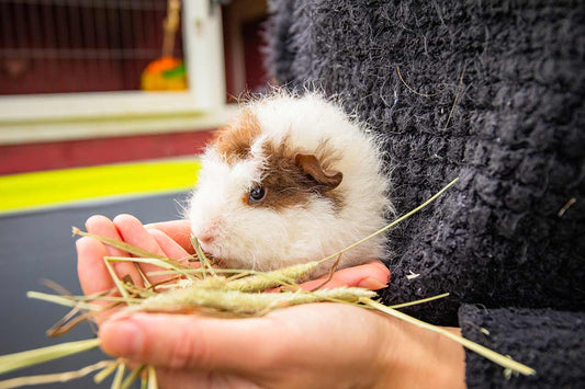 Fun facts about guinea pigs - guinea pig eating hay