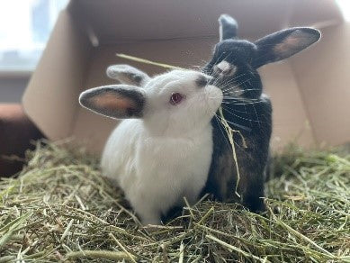 Why Your Rabbit Won’t Eat Their Hay – And How the Right Brand Can Change That!