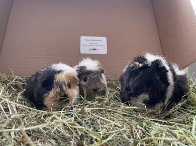 Can Rabbits & Guinea Pigs live together?