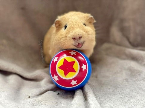 The Best Christmas Gifts for Your Fur Pals!